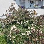 Cornus kousaFlower