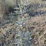 Helianthemum syriacum Lapas