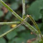 Stachys sylvatica Bark