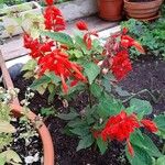 Salvia splendens অভ্যাস