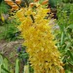 Stanleya pinnata Flower