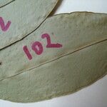 Eugenia wentii Other