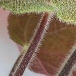 Begonia masoniana Corteza