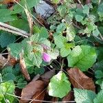 Lamium maculatum Habitat