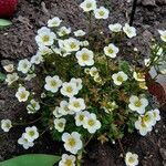 Saxifraga squarrosa Floare