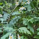 Montanoa bipinnatifida Leaf