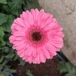 Gerbera jamesonii Virág