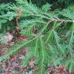 Sequoia sempervirens Foglia