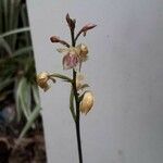 Oeceoclades maculata Fiore
