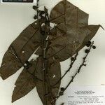Trattinnickia lancifolia 其他