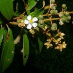 Miconia xalapensis Bloem