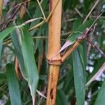 Phyllostachys sulphurea Bark