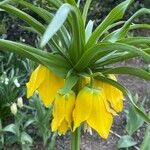 Fritillaria imperialisFlower