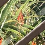 Aloe arborescens Цветок