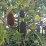 Banksia robur फूल