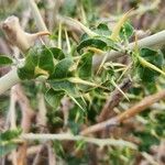 Solanum arundo 叶