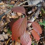 Viburnum sieboldii Φύλλο