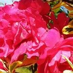 Rosa gallica Λουλούδι