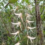 Dendrobium fractiflexum Flower