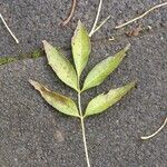 Fraxinus angustifolia Blad