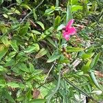 Jasminum beesianum Hoja