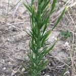 Erigeron bonariensis Leaf