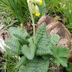 Primula veris Blad