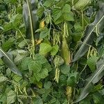 Phaseolus vulgaris Alkat (teljes növény)