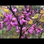 Cercis siliquastrumFleur