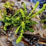 Boswellia sacra Leaf