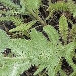 Achillea clypeolata Folha