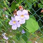 Thunbergia grandiflora फूल