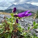 Penstemon davidsonii Цветок