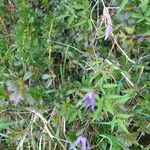 Clematis alpina Flower