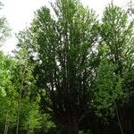 Zelkova carpinifolia عادت داشتن