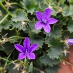 Campanula portenschlagiana Květ