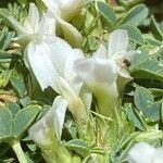 Trifolium uniflorum Blomma