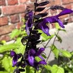 Salvia guaraniticaFlower