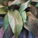 Aspidistra elatiorLehti