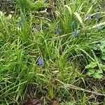 Muscari botryoides برگ