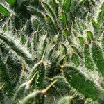 Echium asperrimum List