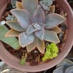 Graptoveria cv. Fred ives (graptopetalum paraguayense x Echeveria gibbiflora) ,Feuille