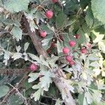 Crataegus azarolus Leaf