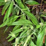 Nicotiana acuminata Hábito