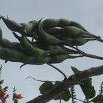 Erythrina edulis Vaisius