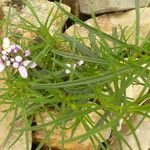 Iberis linifolia Fula