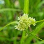 Luzula nivea Flower
