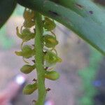 Bulbophyllum scaberulum Blomst