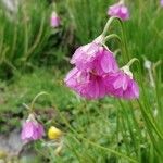 Allium narcissiflorum Cvet