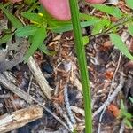 Rumex arifolius Bark